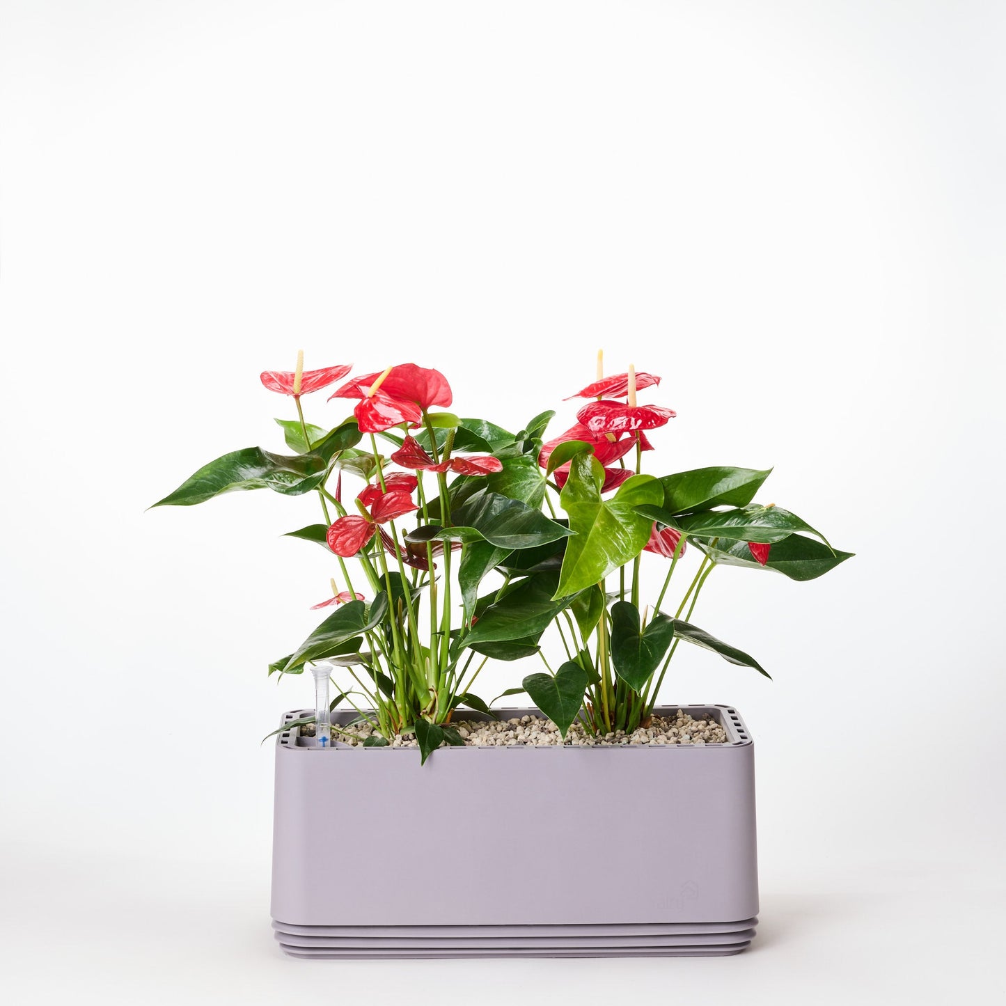 AIRY System L Flamingoblume Anthurie rot