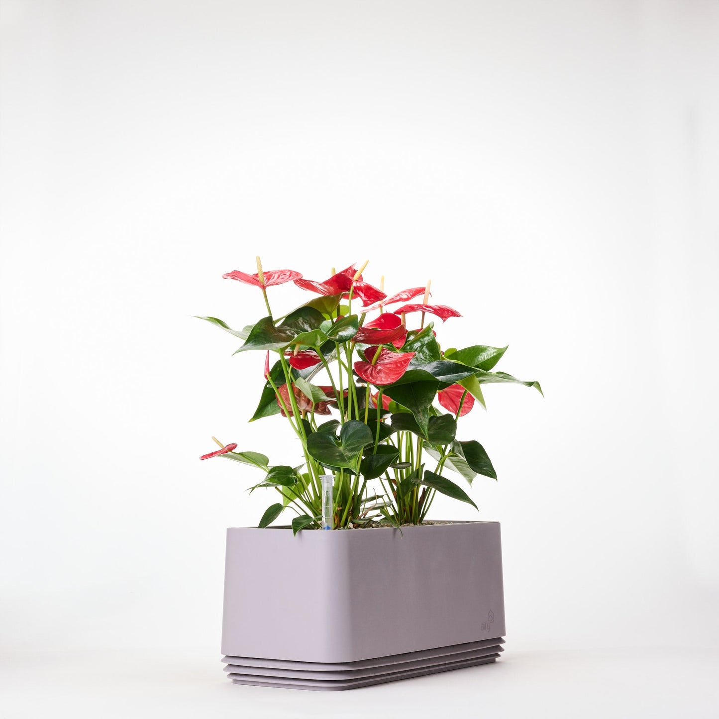 AIRY System L Flamingoblume Anthurie rot