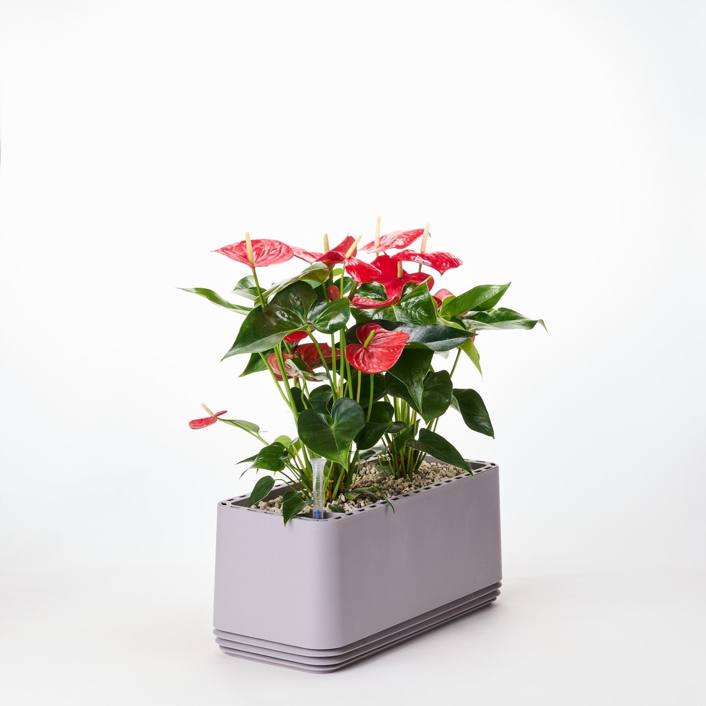 AIRY System L Flamingoblume Anthurie rot