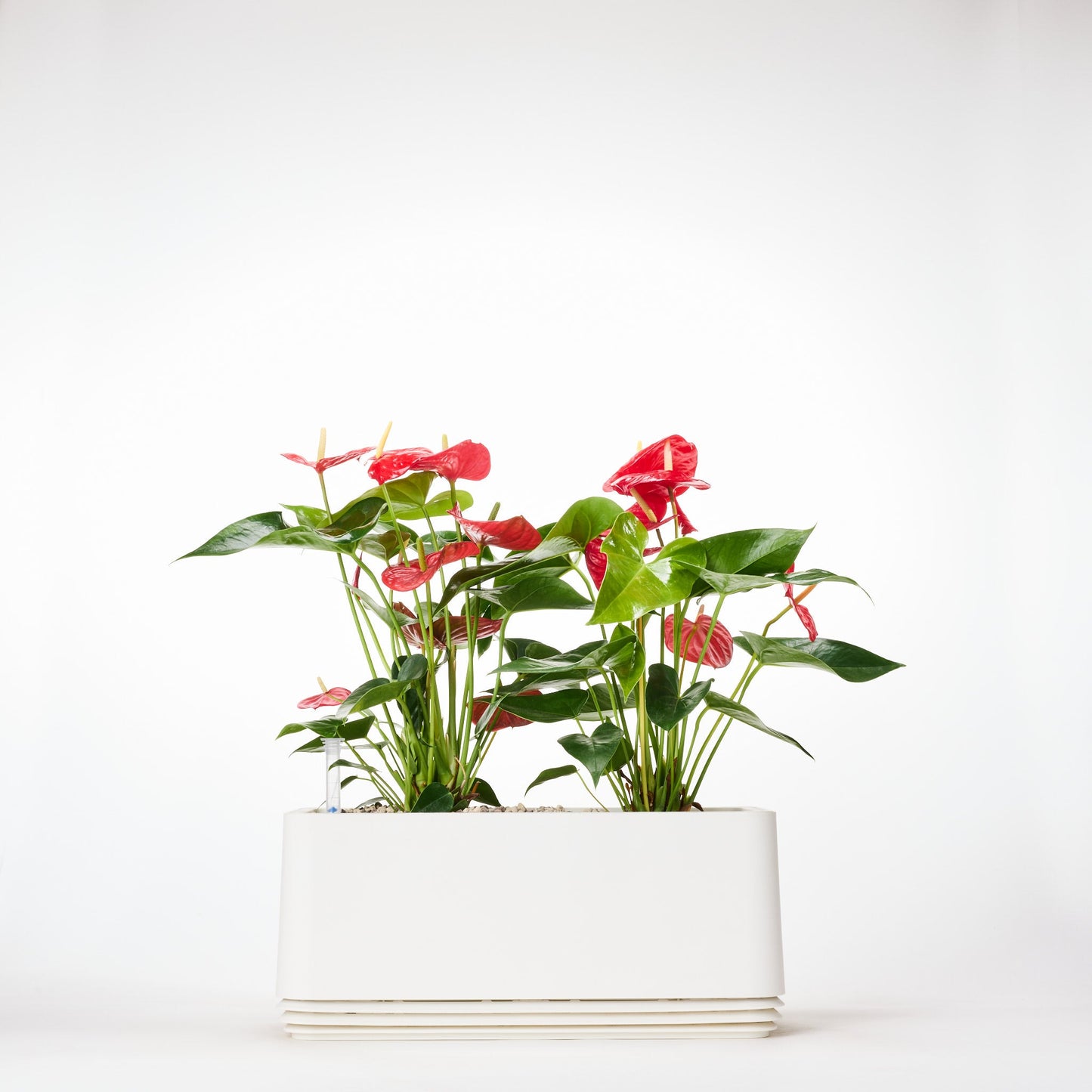 AIRY System L Flamingoblume Anthurie rot