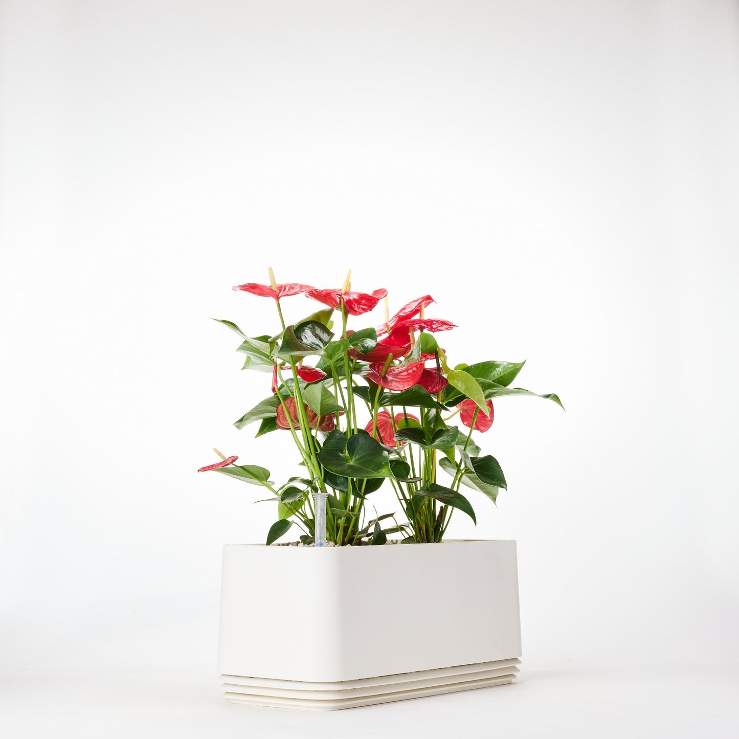 AIRY System L Flamingoblume Anthurie rot