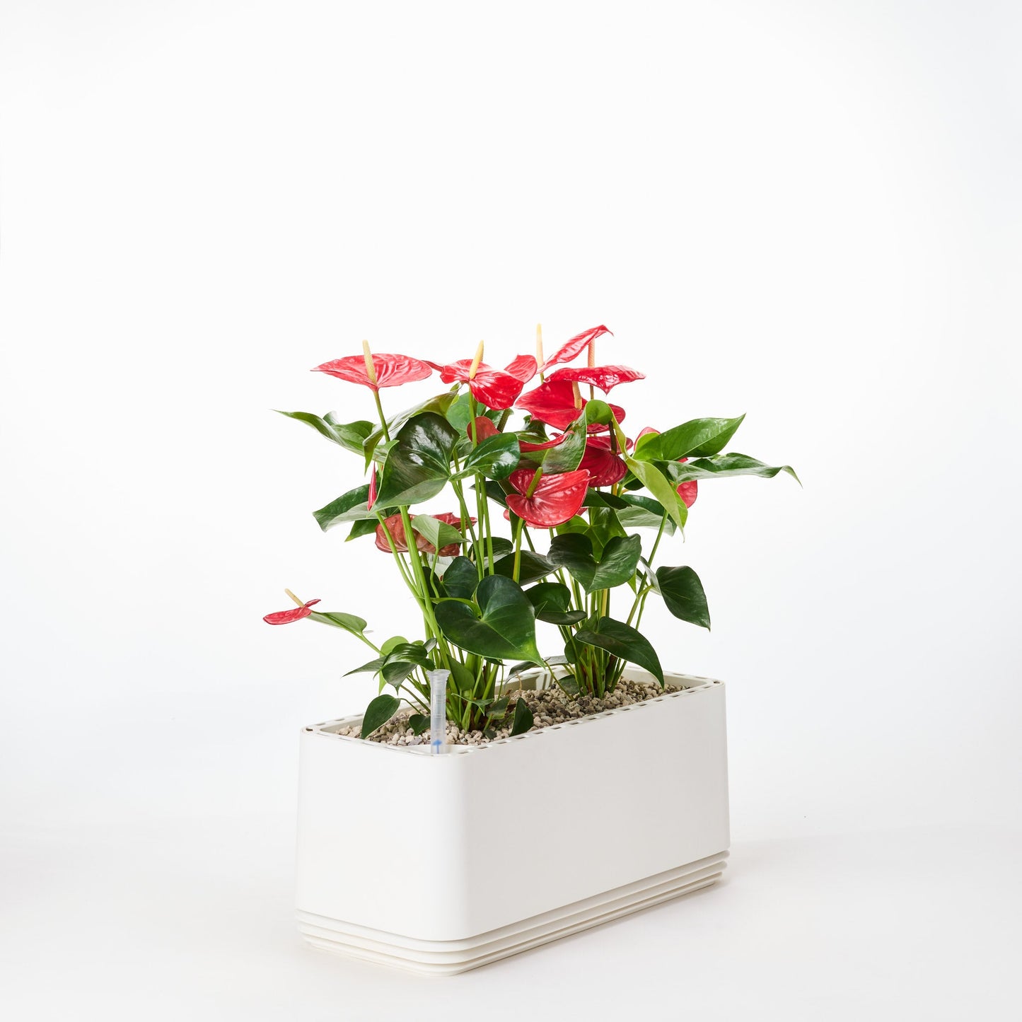 AIRY System L Flamingoblume Anthurie rot
