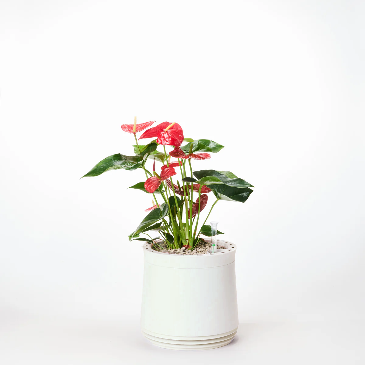 AIRY System M Flamingoblume Anthurie rot