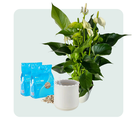 AIRY System M Flamingoblume Anthurie creme