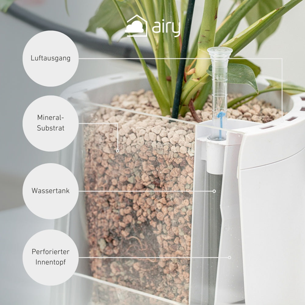 AIRY System L Orchidee