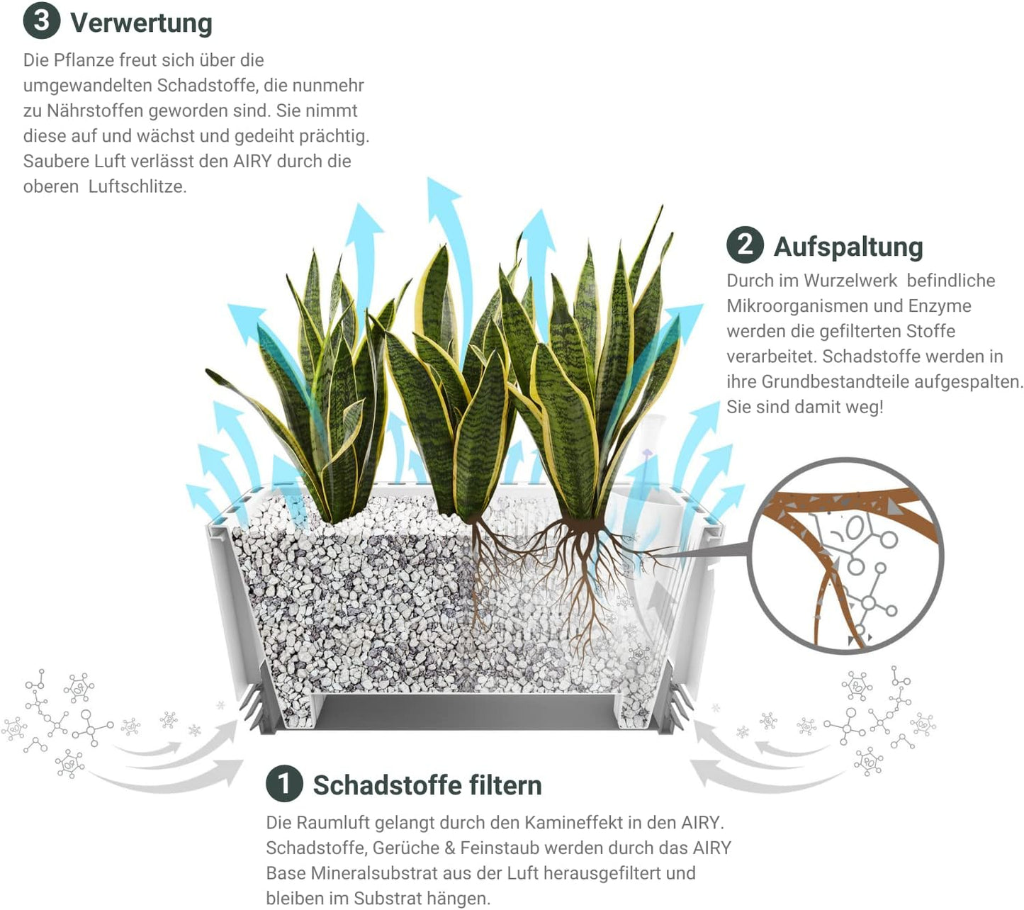 AIRY System L Bogenhanf Laurentii