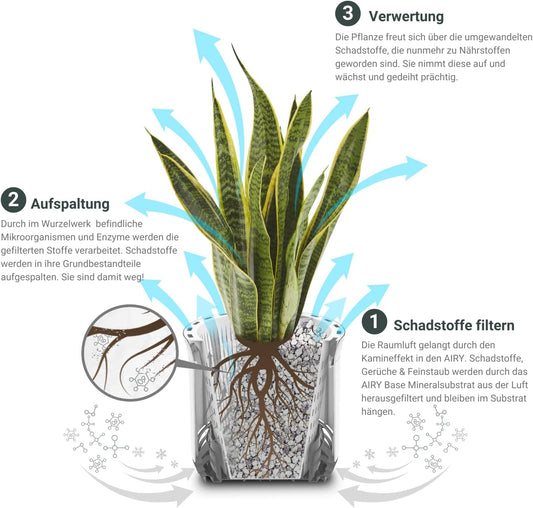 AIRY System S Goldfruchtpalme