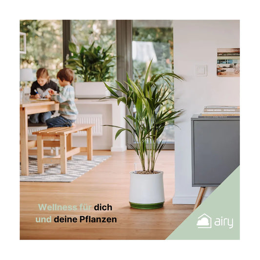 AIRY System M Goldfruchtpalme