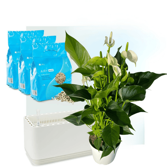 AIRY System L Flamingoblume Anthurie creme