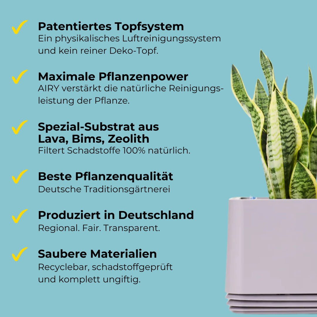 AIRY System M Goldfruchtpalme
