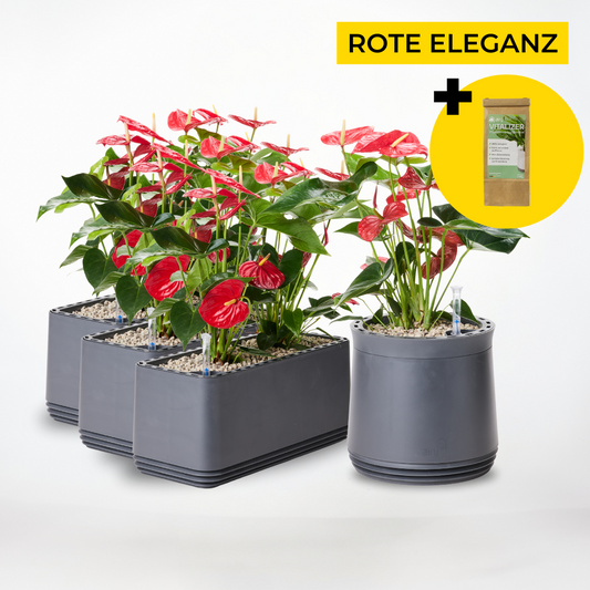 Rote Eleganz
