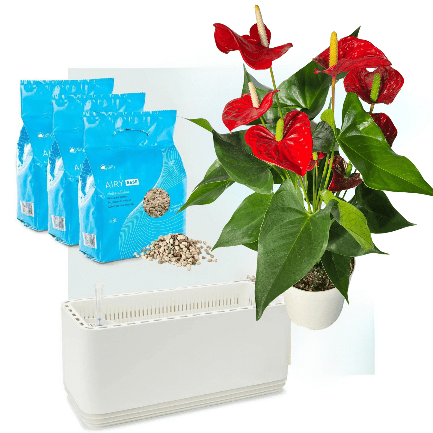 AIRY System L Flamingoblume Anthurie rot