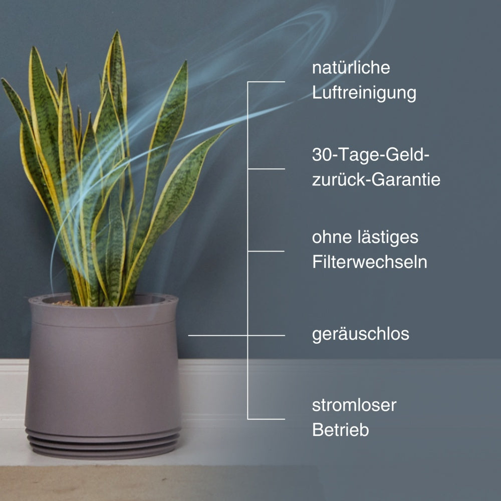 AIRY System L Bogenhanf Laurentii