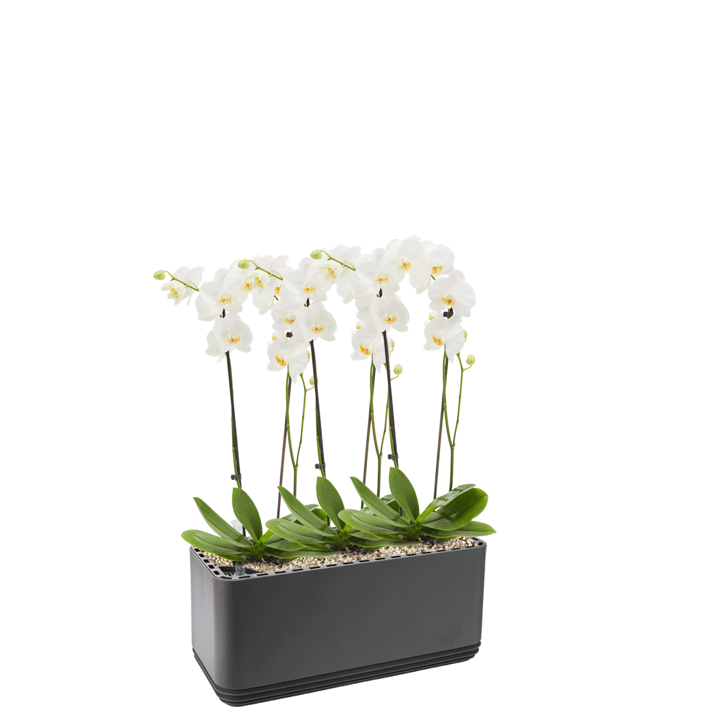 AIRY System L Orchidee