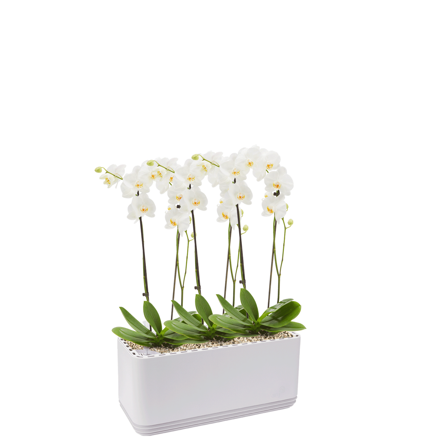 AIRY System L Orchidee
