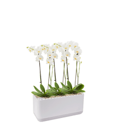 AIRY System L Orchidee