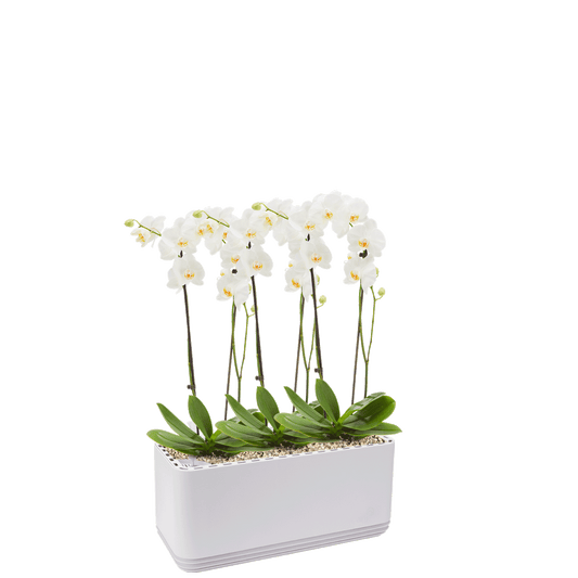 AIRY System L Orchidee