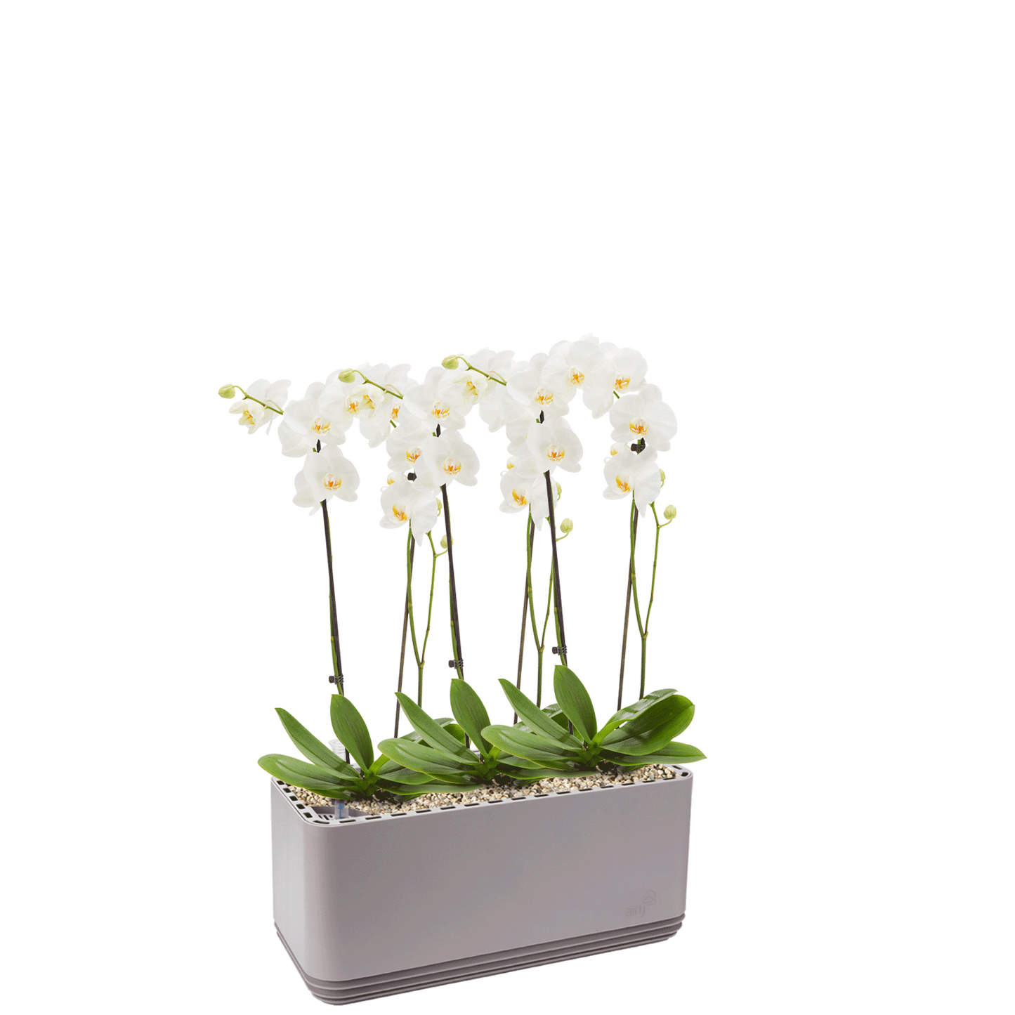 AIRY System L Orchidee