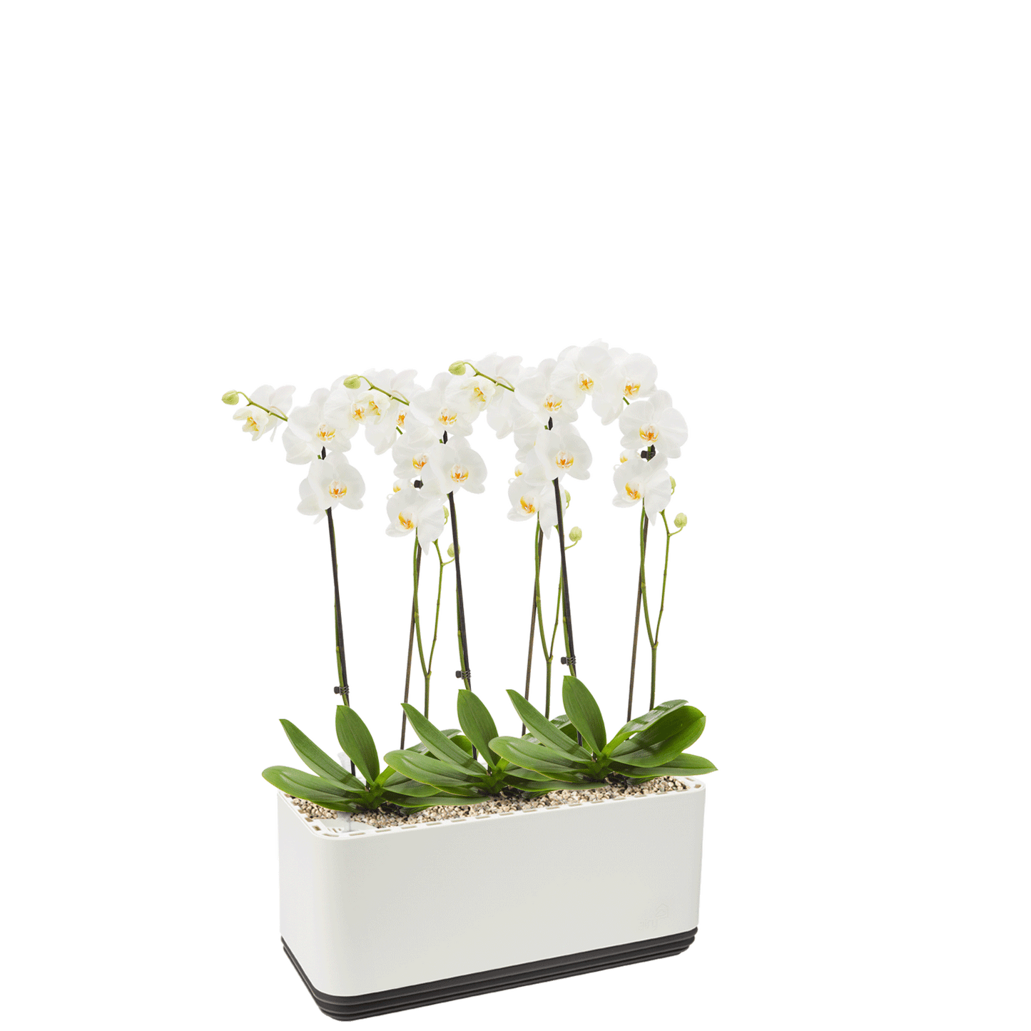 AIRY System L Orchidee