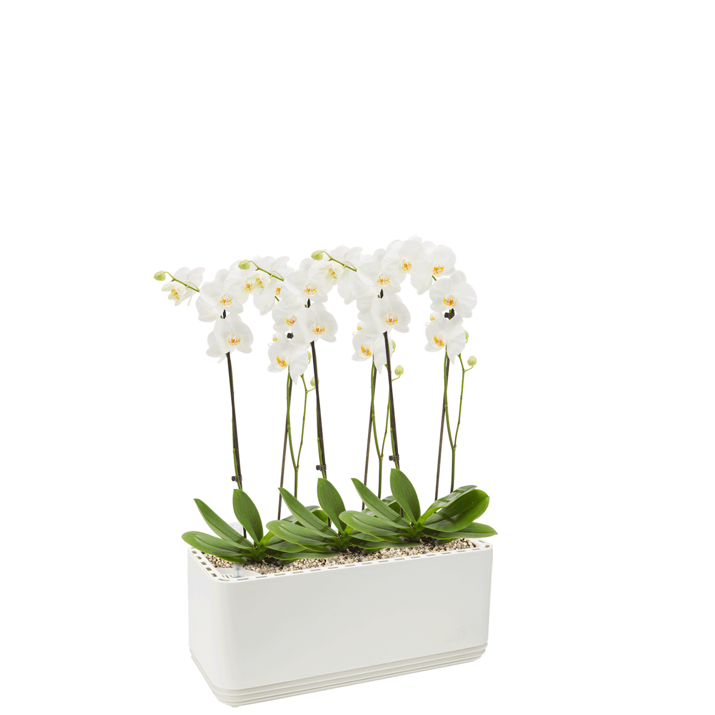 AIRY System L Orchidee
