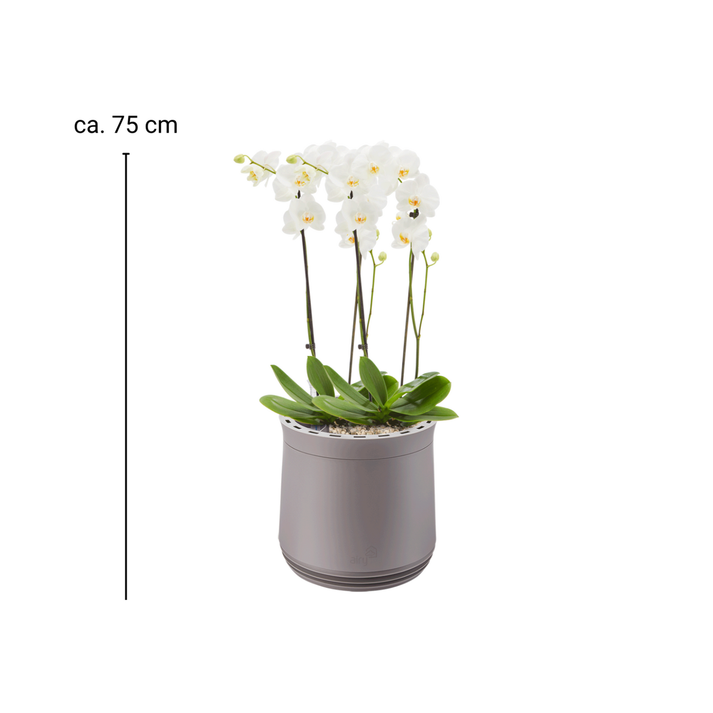 AIRY System M Orchidee