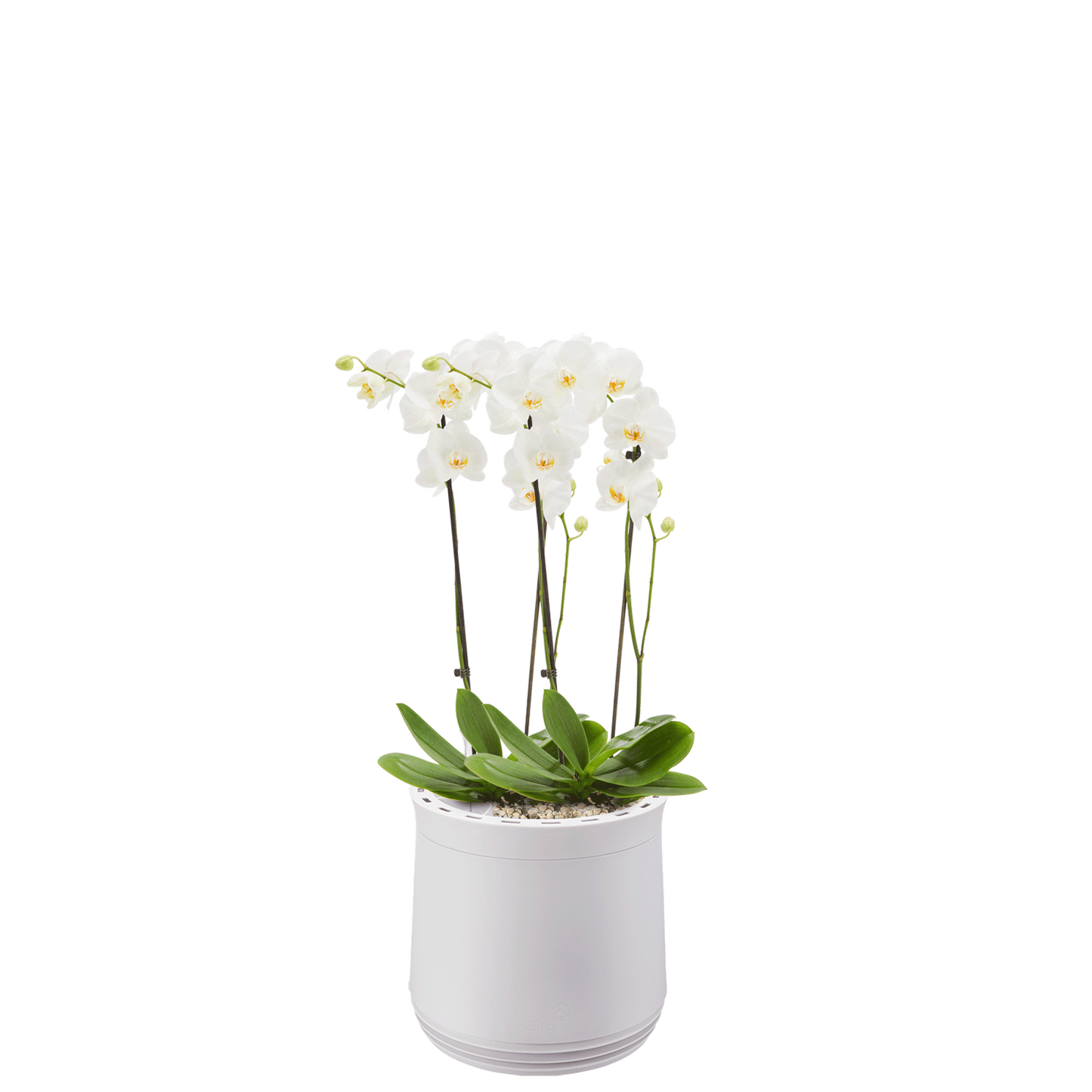 AIRY System M Orchidee