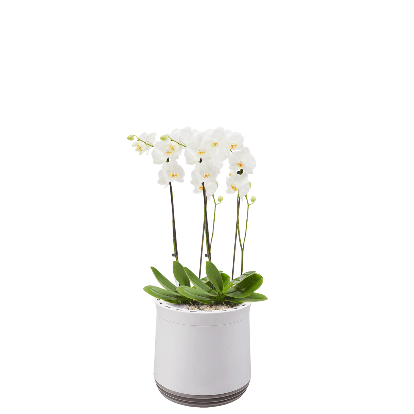 AIRY System M Orchidee