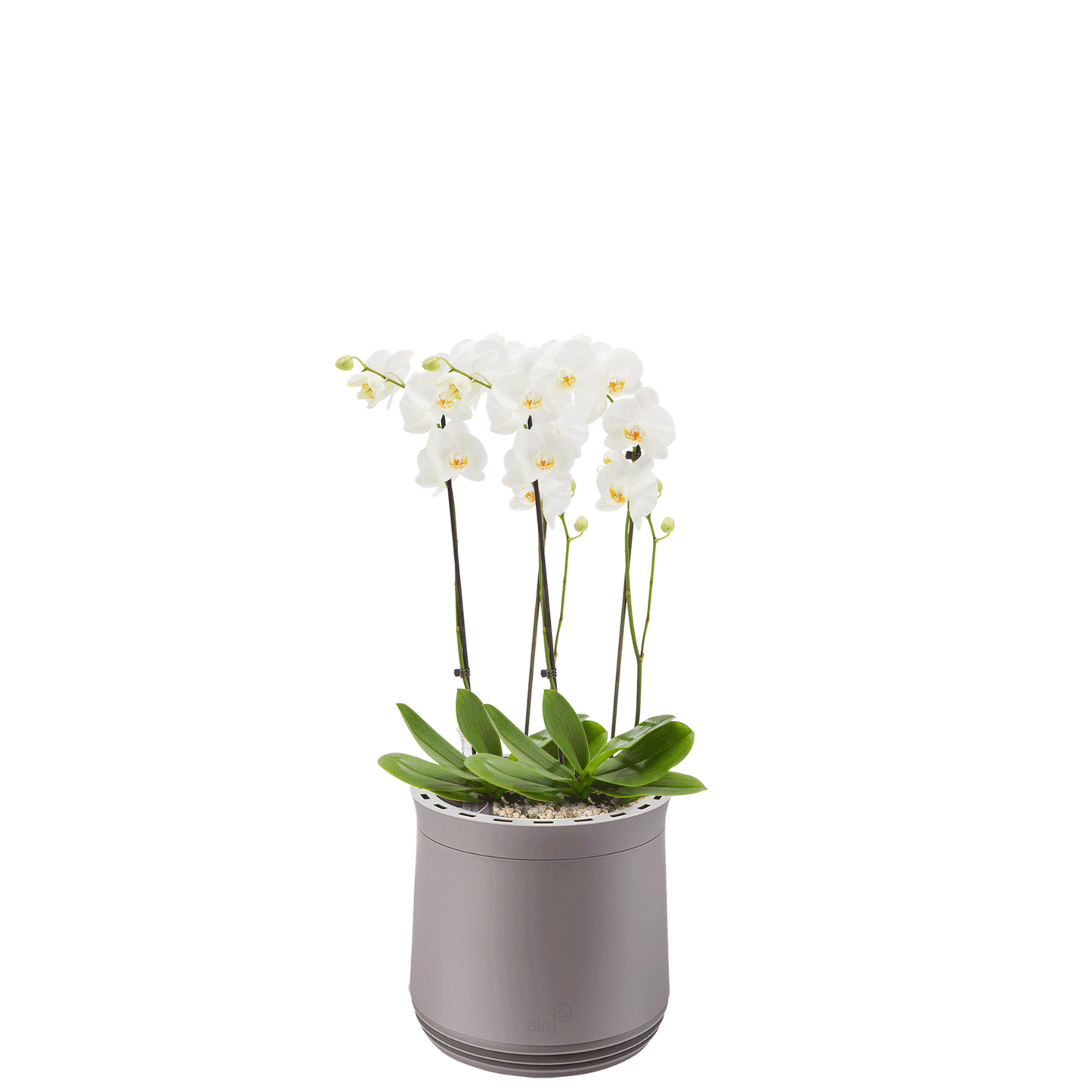 AIRY System M Orchidee