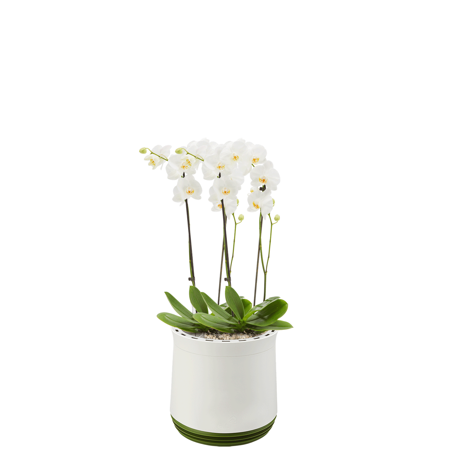 AIRY System M Orchidee