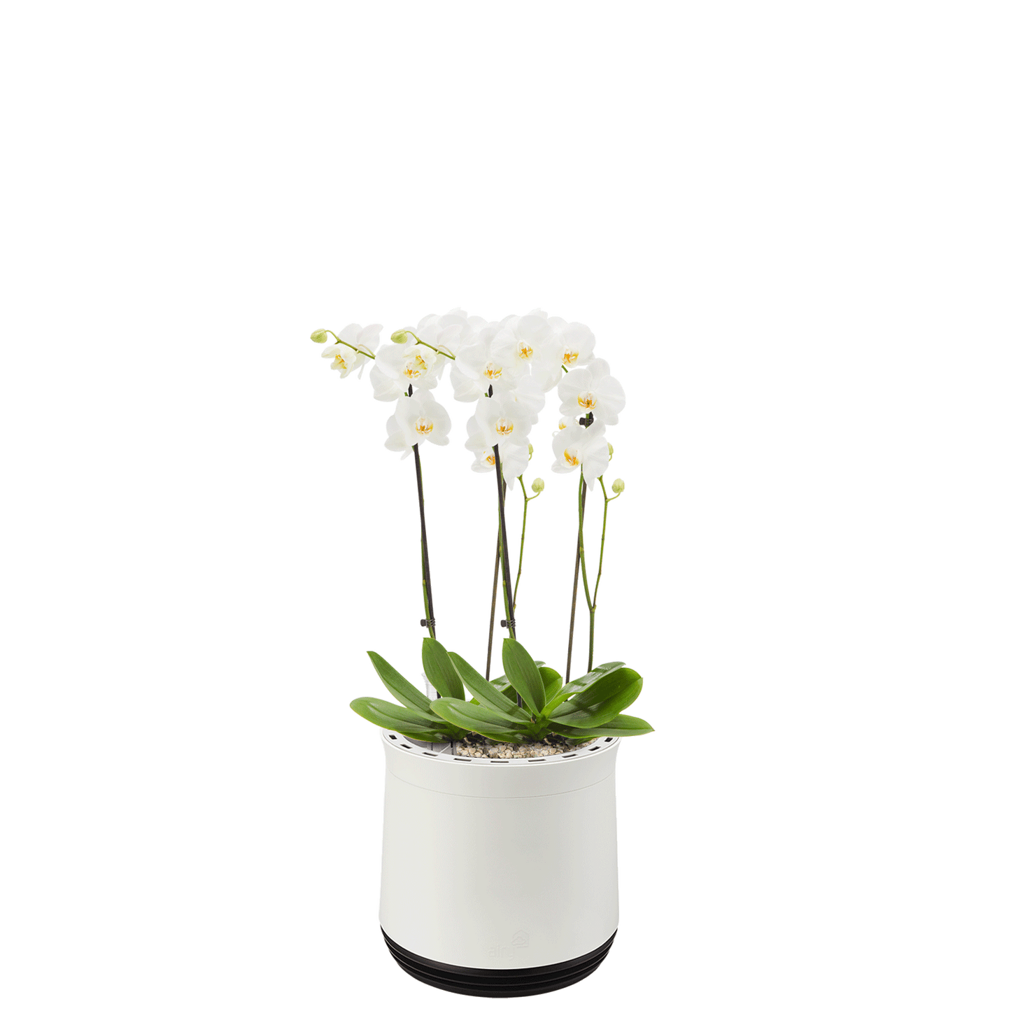AIRY System M Orchidee