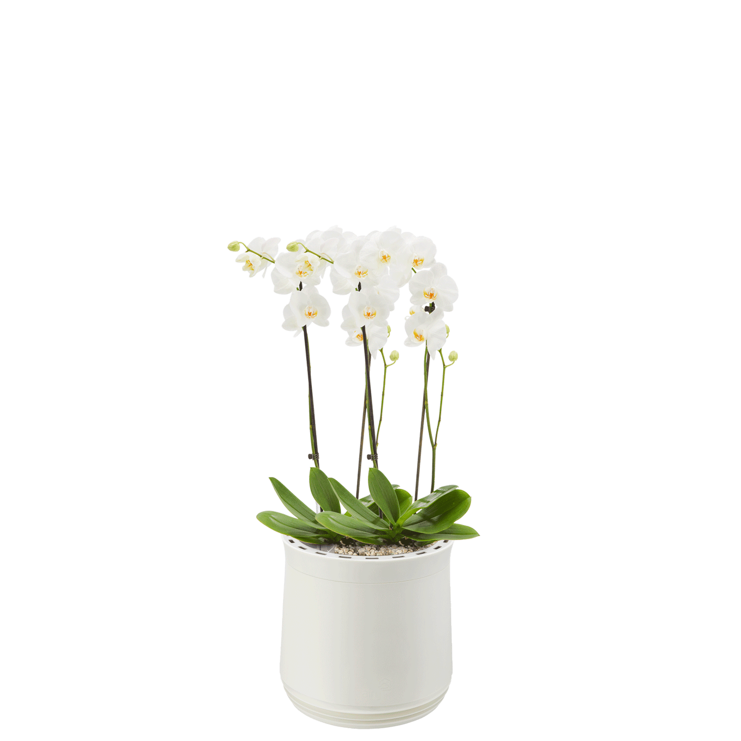AIRY System M Orchidee