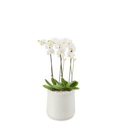 AIRY System M Orchidee