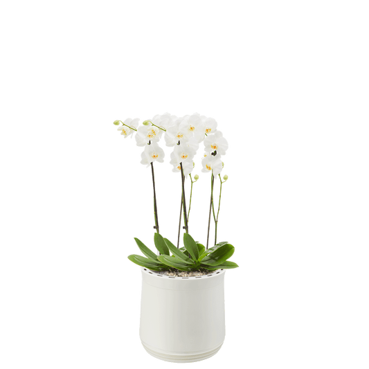 AIRY System M Orchidee