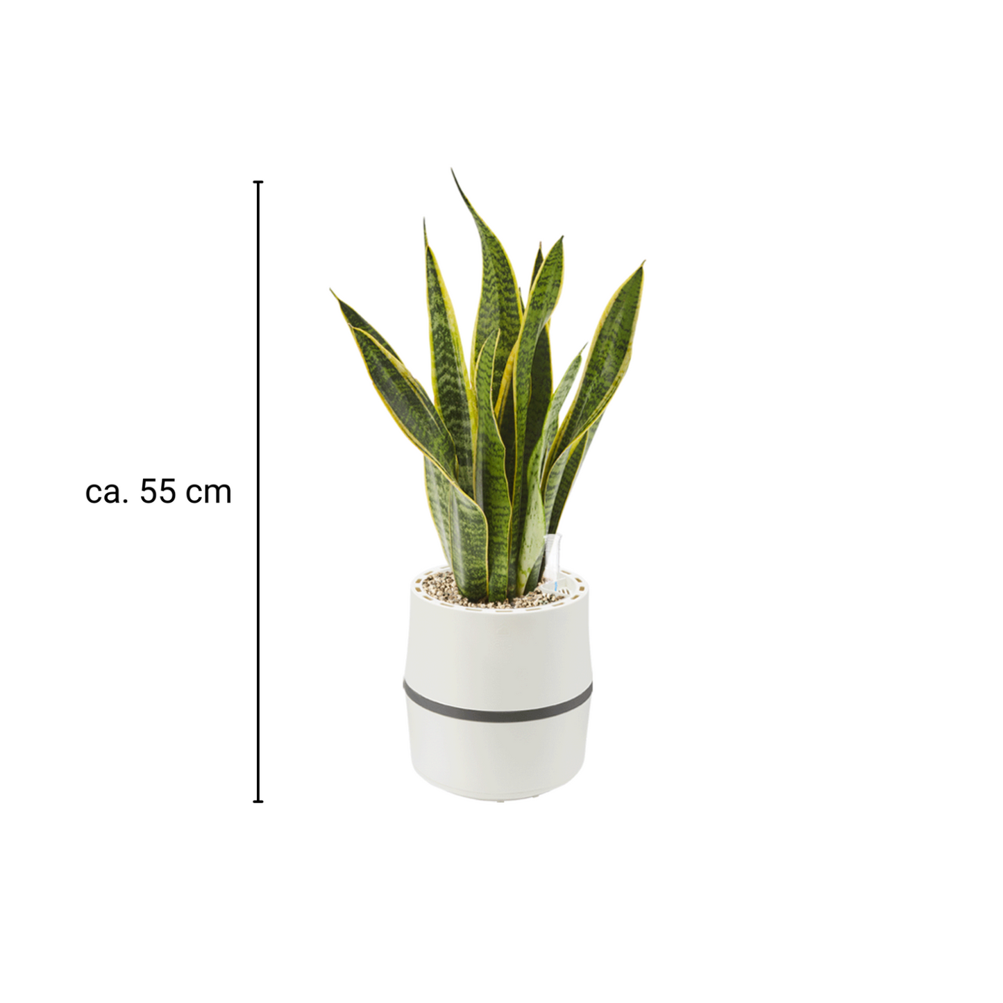 AIRY System S mit Bogenhanf Laurentii