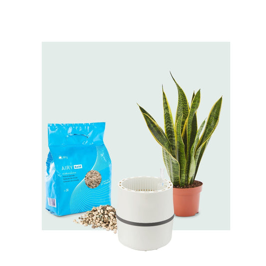 AIRY System S mit Bogenhanf Laurentii