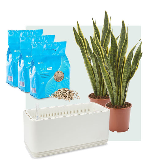 AIRY System L Bogenhanf Laurentii