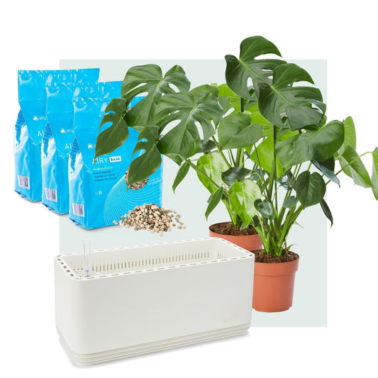 AIRY System L Monstera