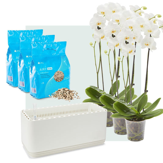 AIRY System L Orchidee