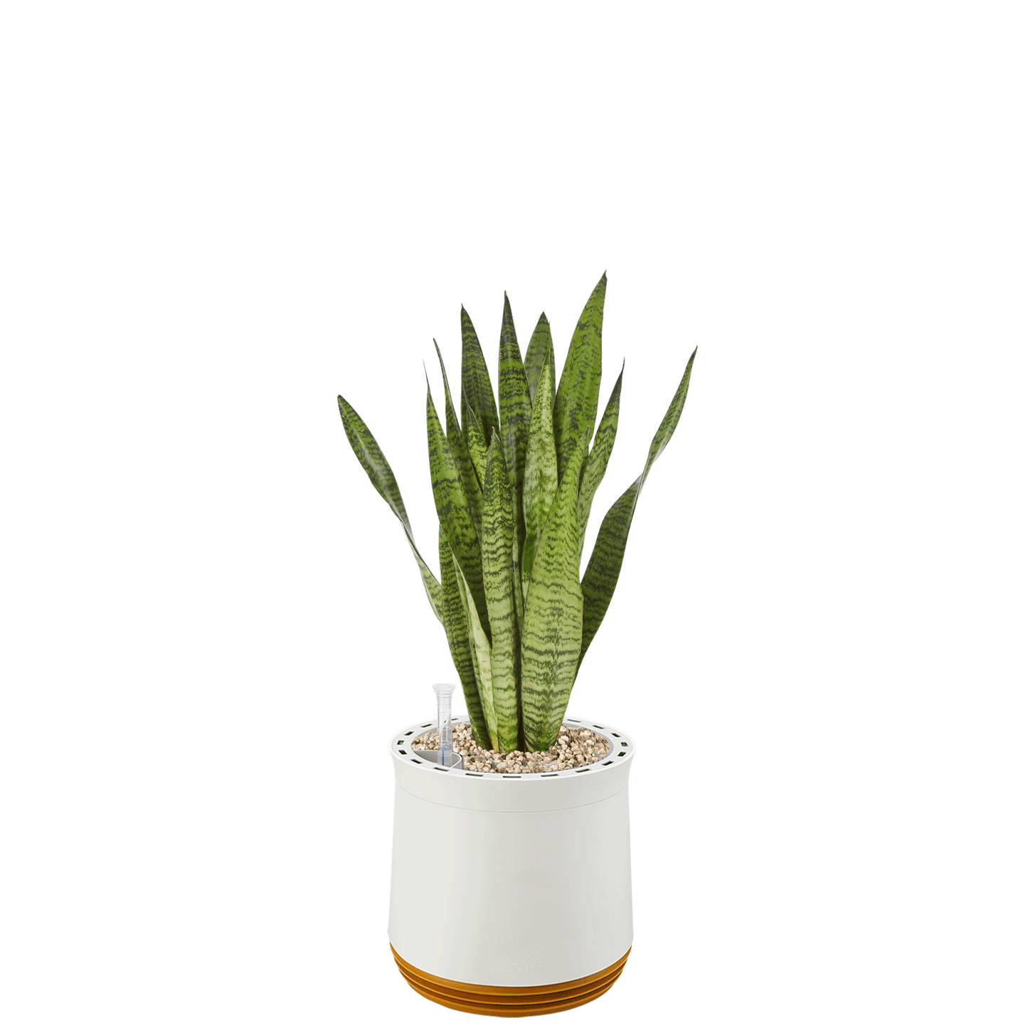 AIRY System M Bogenhanf Zeylanica