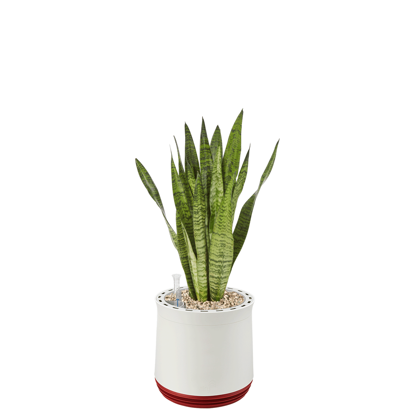 AIRY System M Bogenhanf Zeylanica