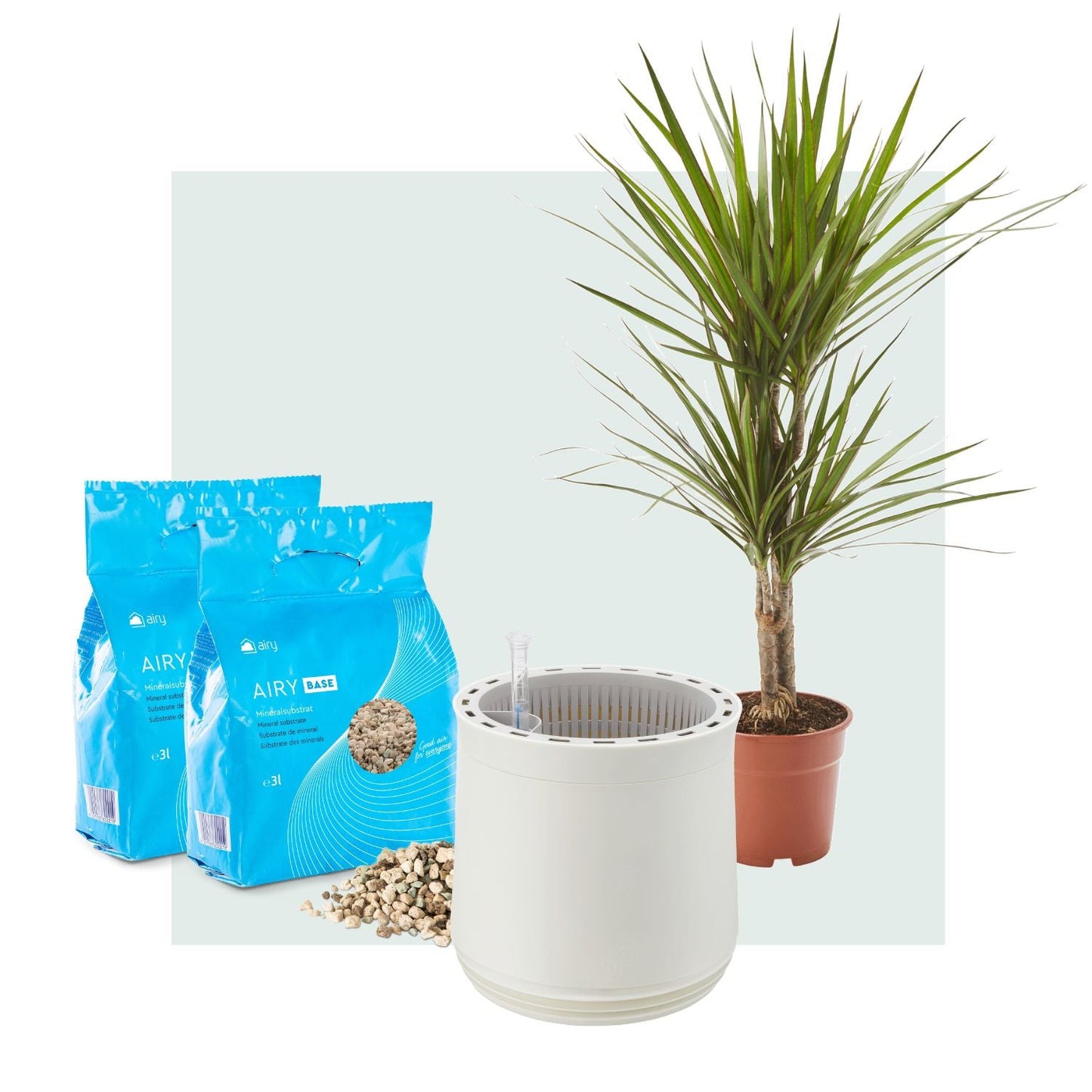 AIRY System M Drachenbaum