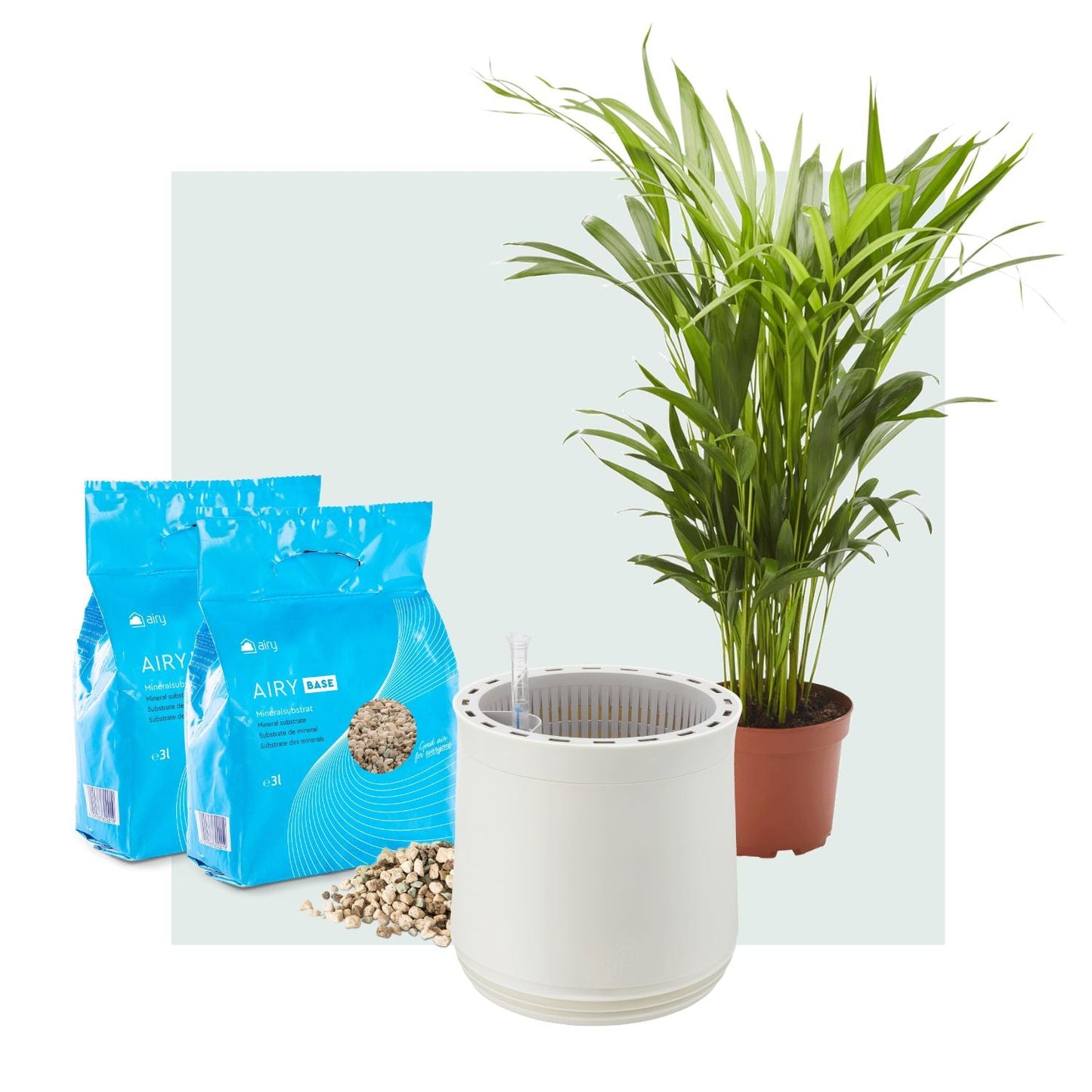 AIRY System M Goldfruchtpalme