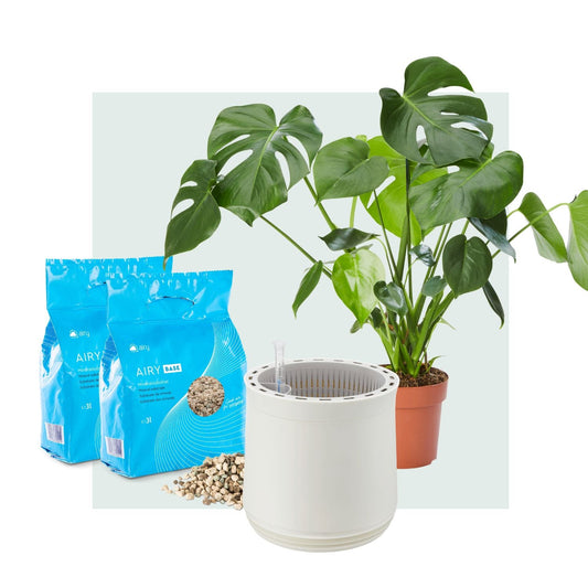 AIRY System M Monstera