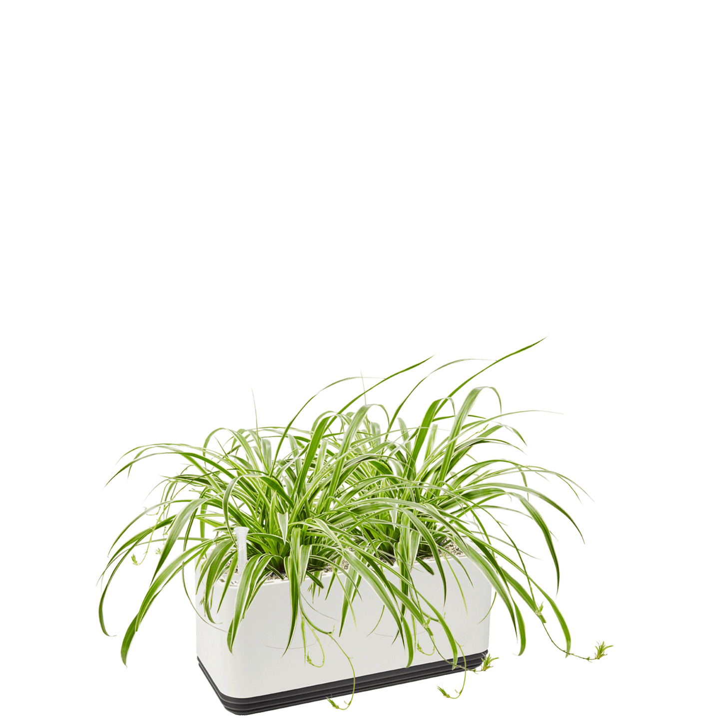 AIRY System L Grünlilie