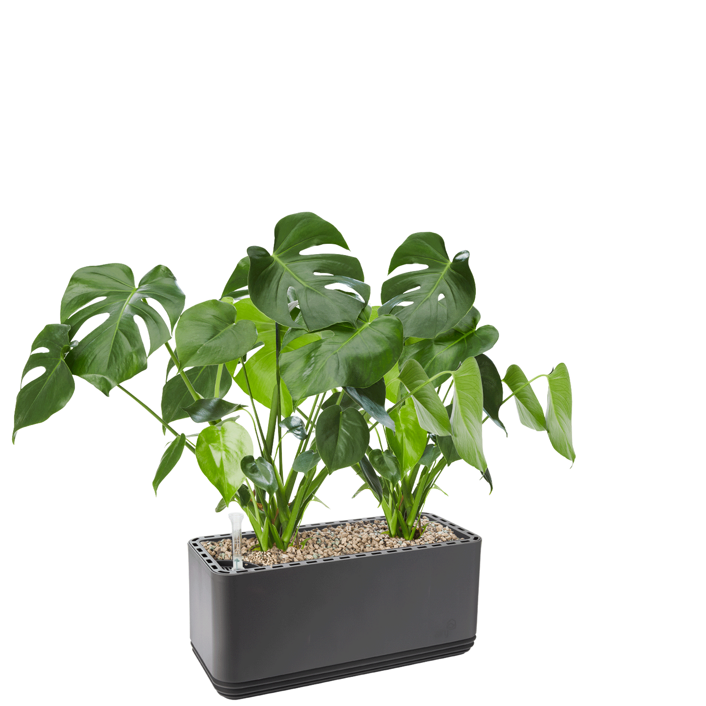 AIRY System L Monstera