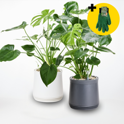 AIRY Twin Set – Green & Clean