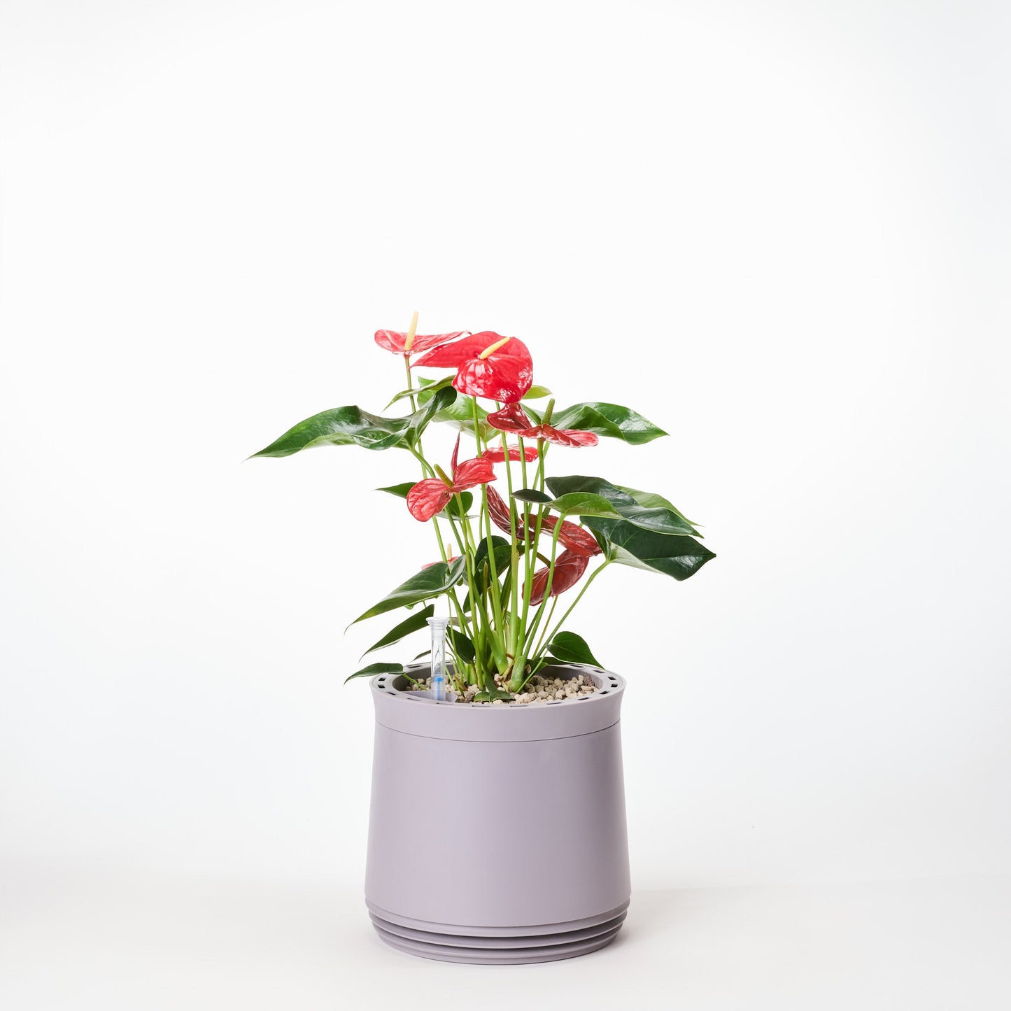 AIRY System M Flamingoblume Anthurie rot