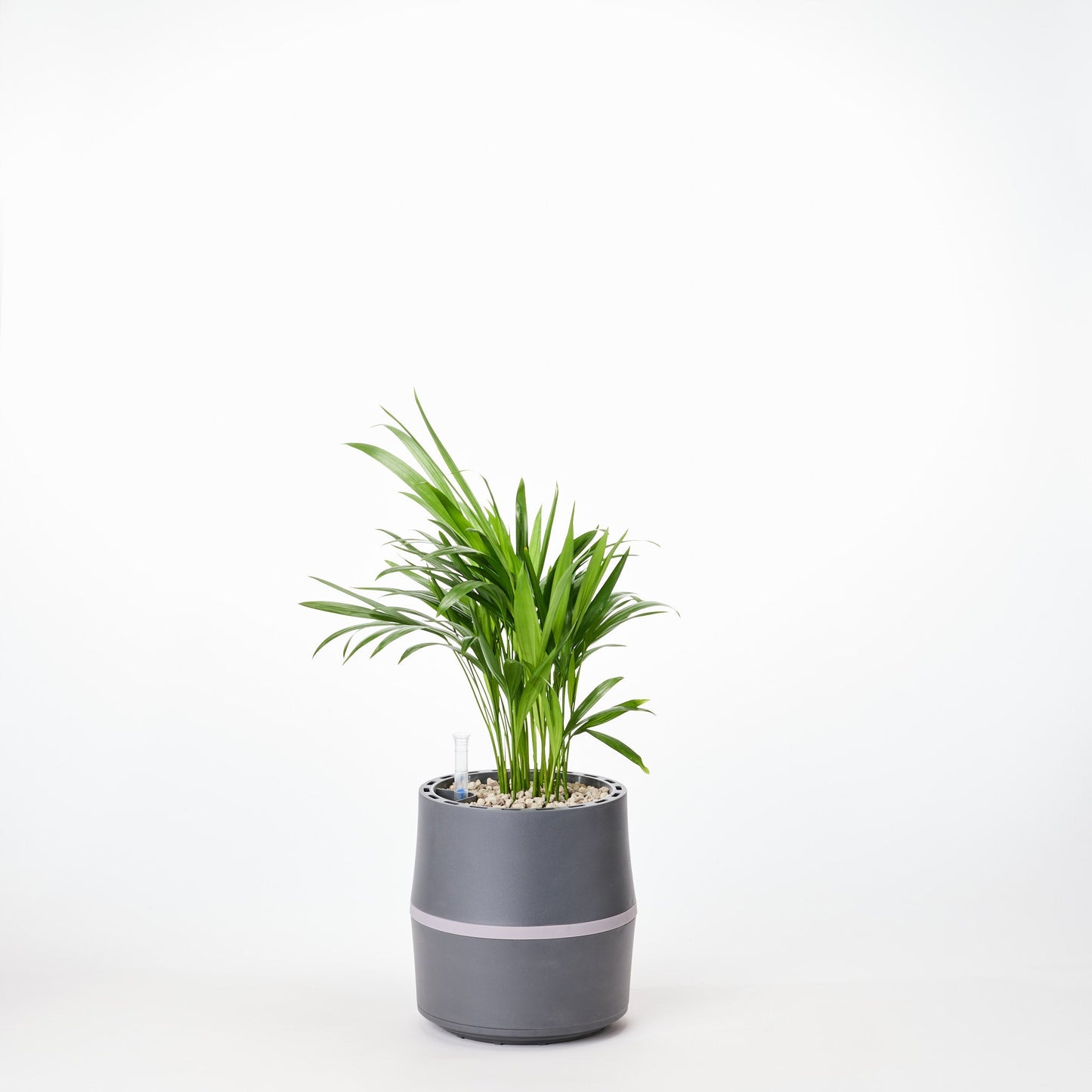 AIRY System S Goldfruchtpalme