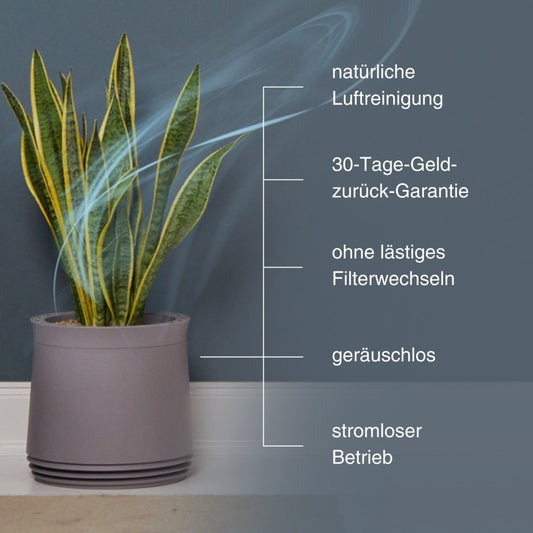 AIRY System M Bogenhanf Zeylanica
