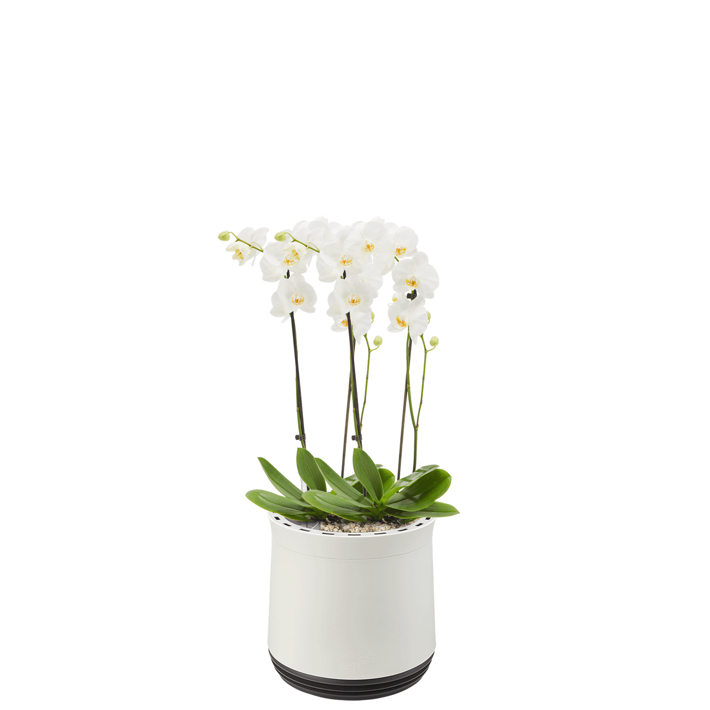 AIRY System M Orchidee